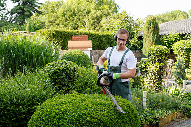 Best Tree and Shrub Care  in USA